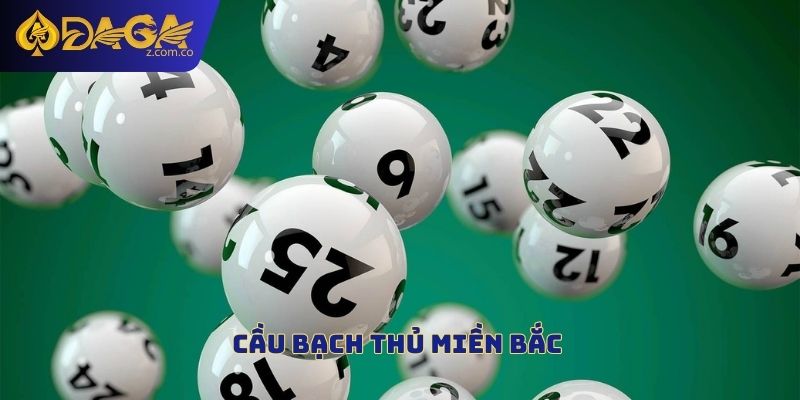 Cấu bạch thủ miền bắc