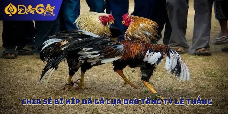 Chia sẻ bí kíp đá gà cựa dao tăng tỷ lệ thắng
