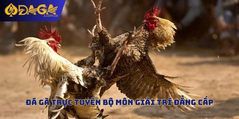 Sảnh cược đá gà đang thu hút đông đảo thành viên