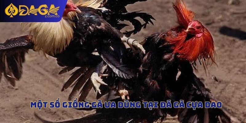 Một số giống gà ưa dùng tại đá gà cựa dao