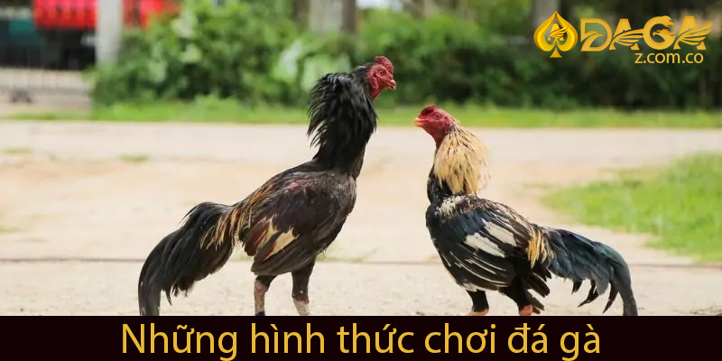Những hình thức chơi đá gà