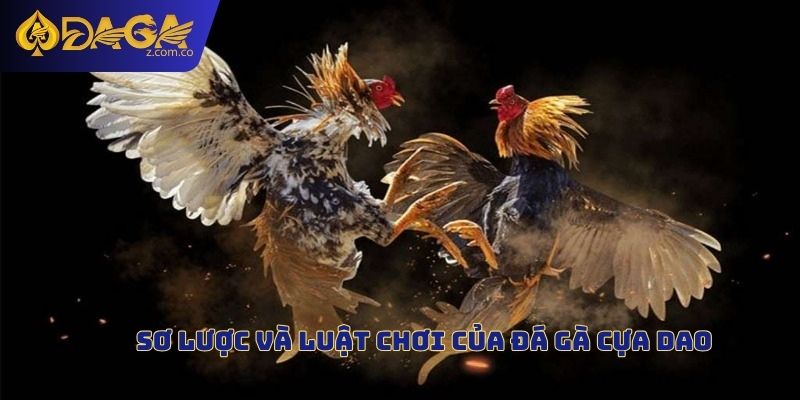 Sơ lược và luật chơi của đá gà cựa dao