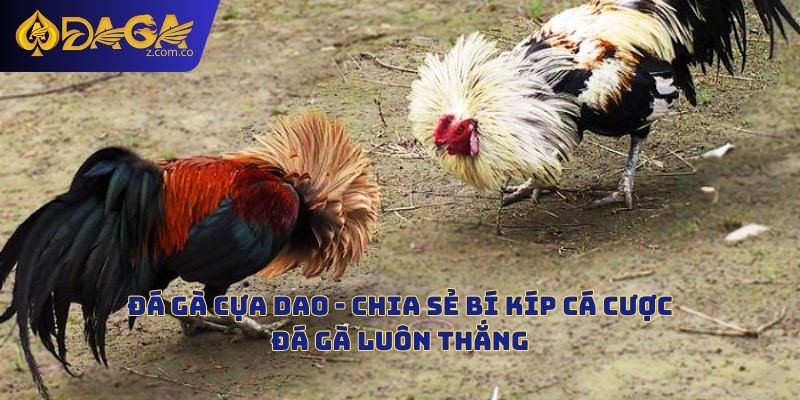 Đá Gà Cựa Dao